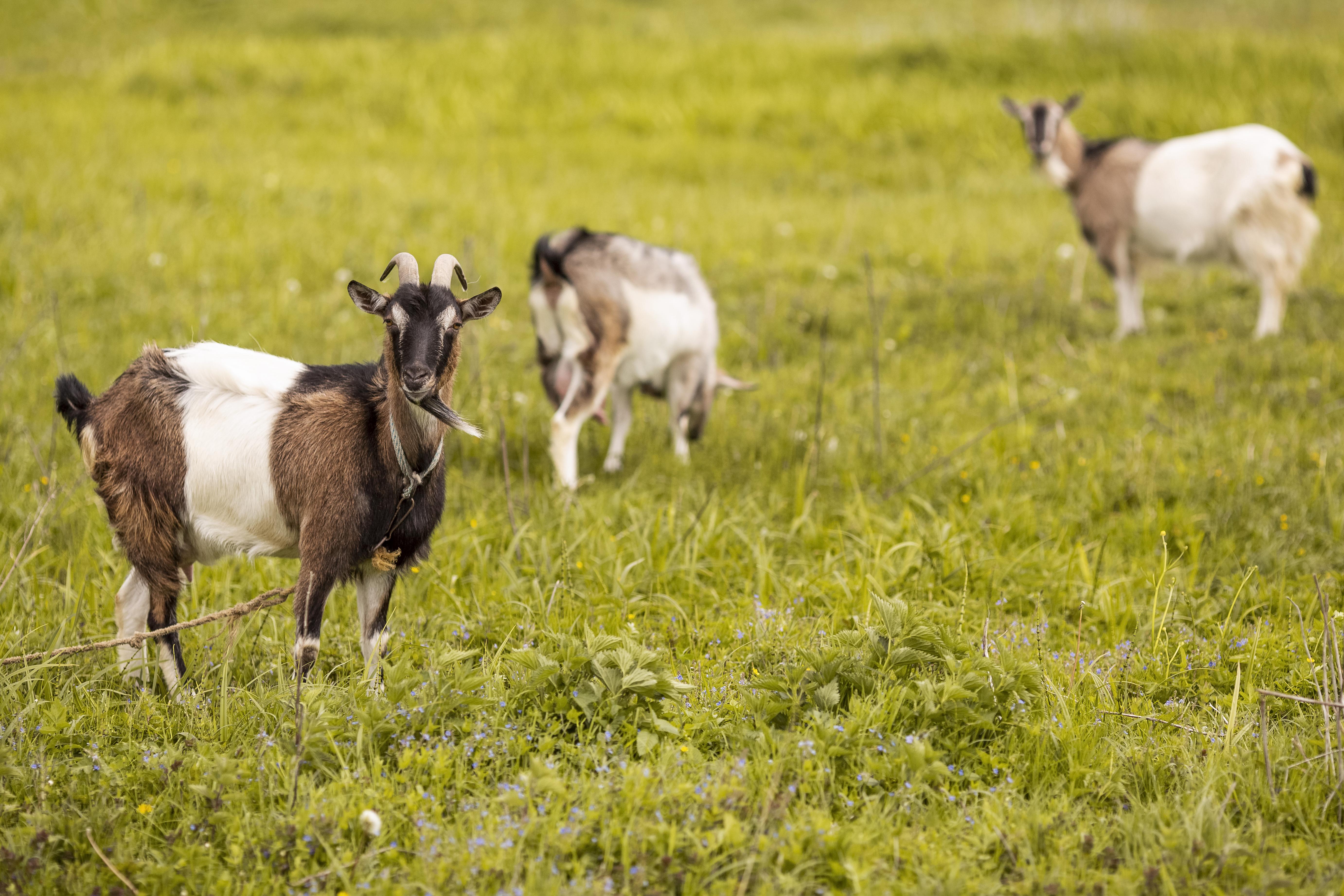 goats-grass-field.jpg