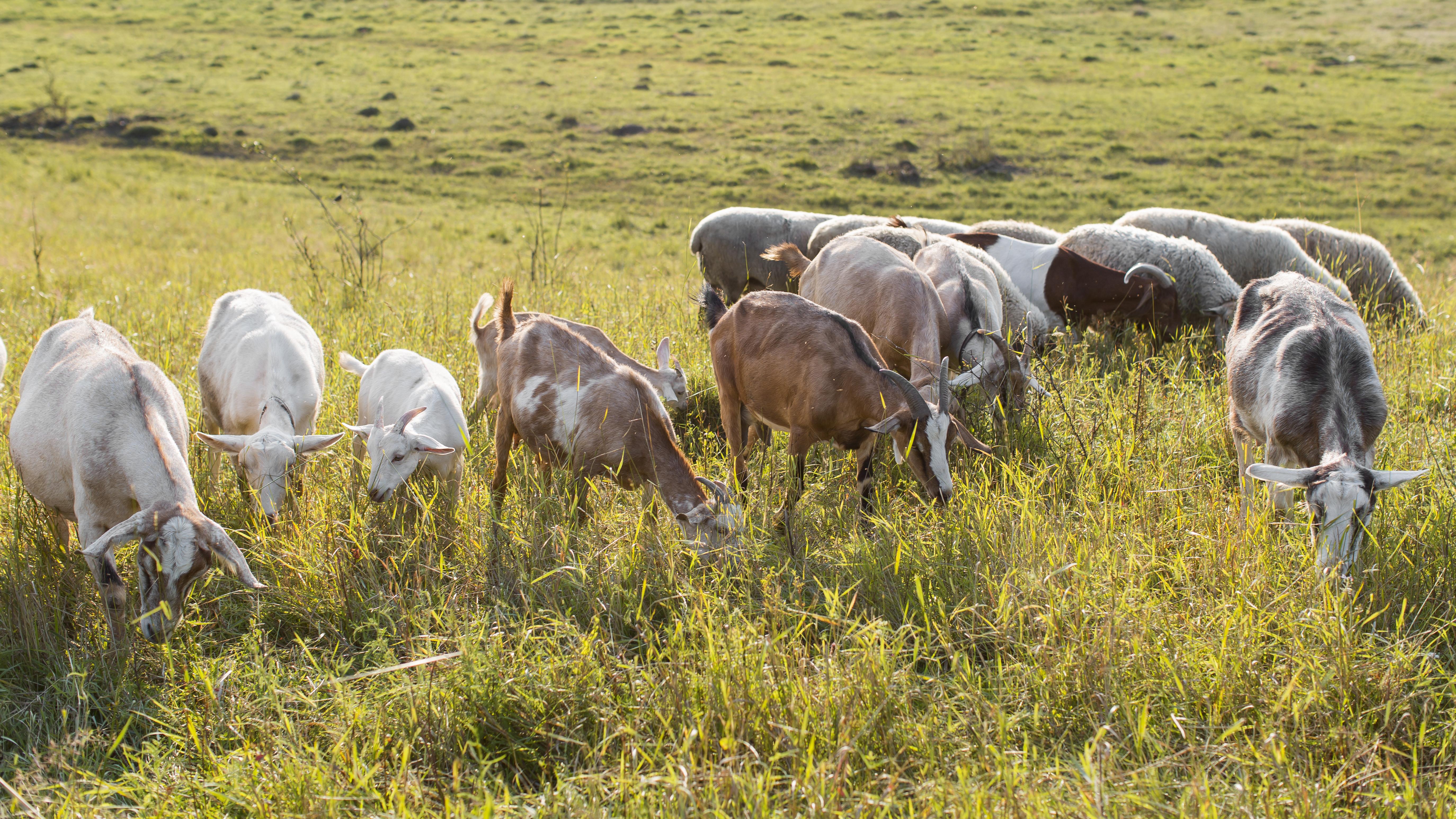 goats-land-with-grass-eating.jpg