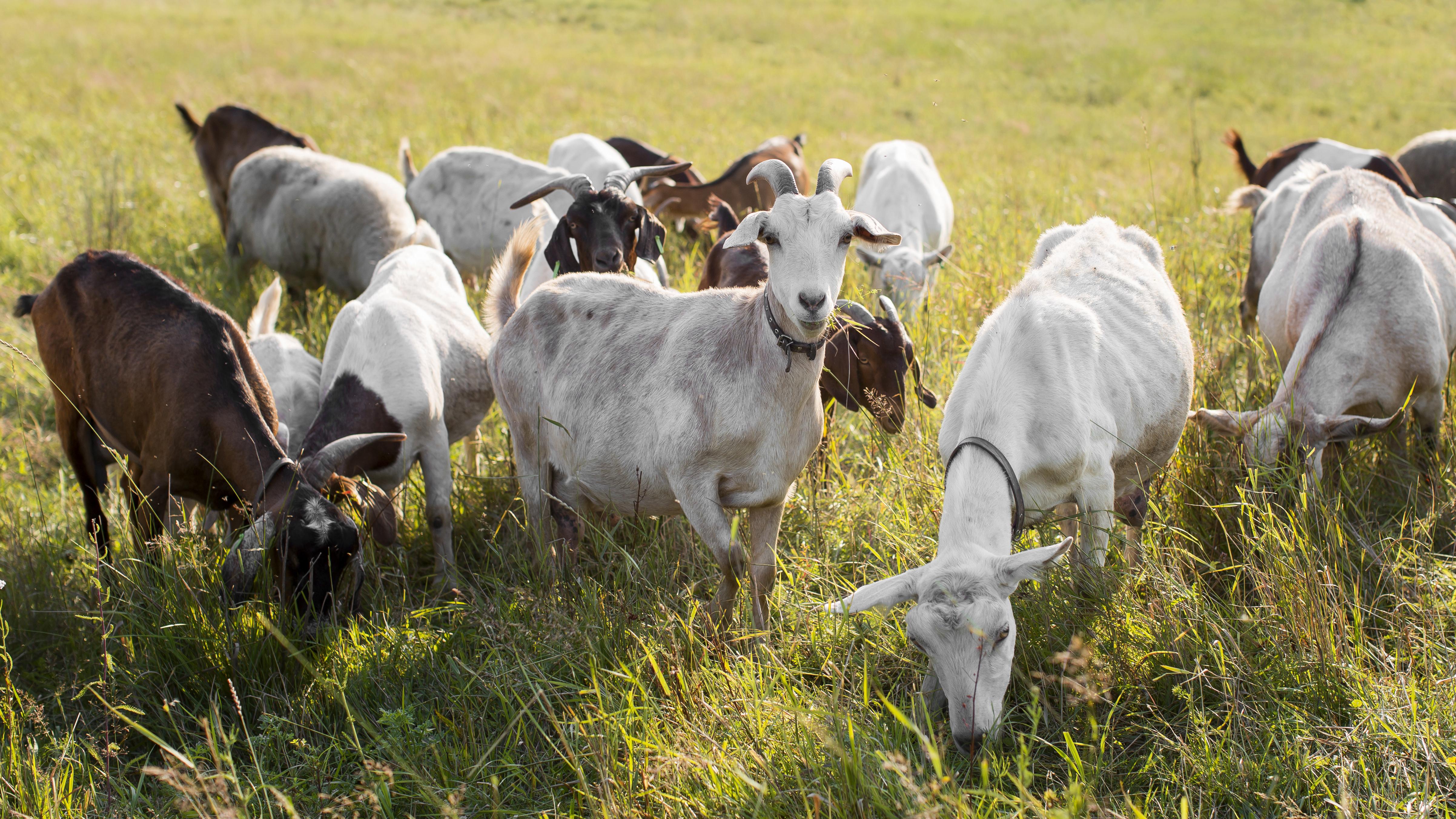 goats-land-with-grass.jpg