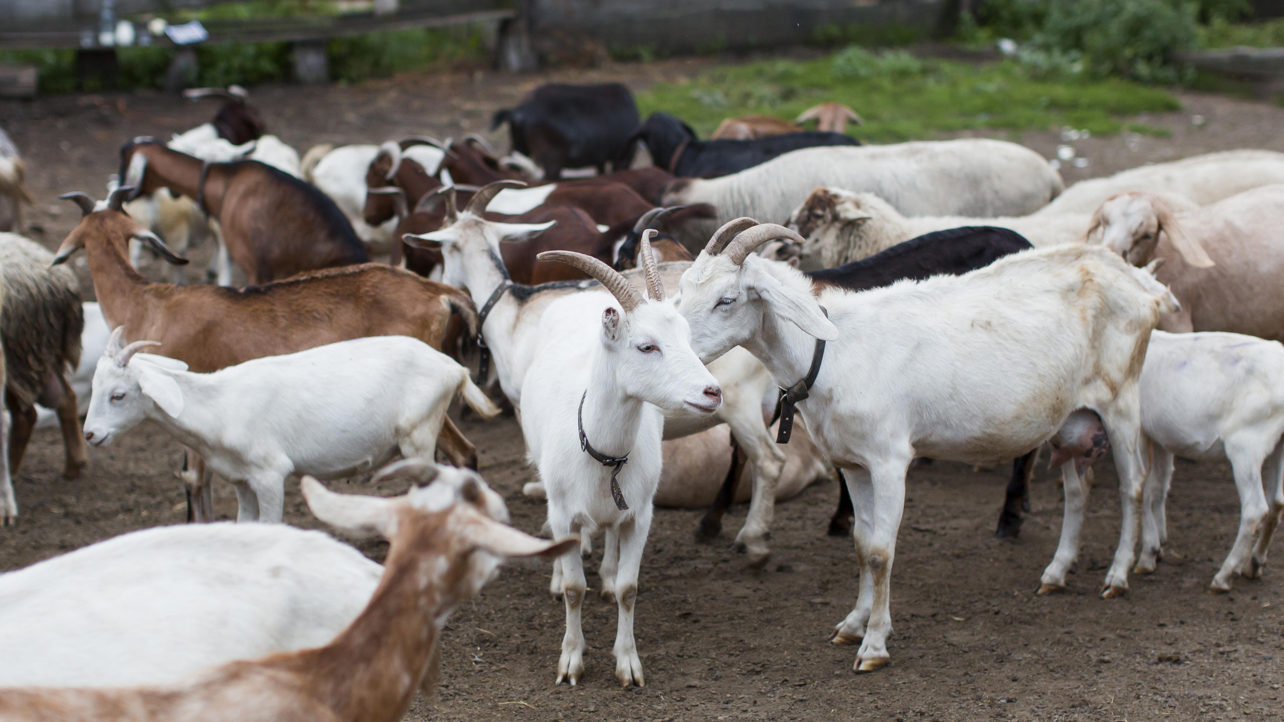 high-angle-goats-farm.jpg