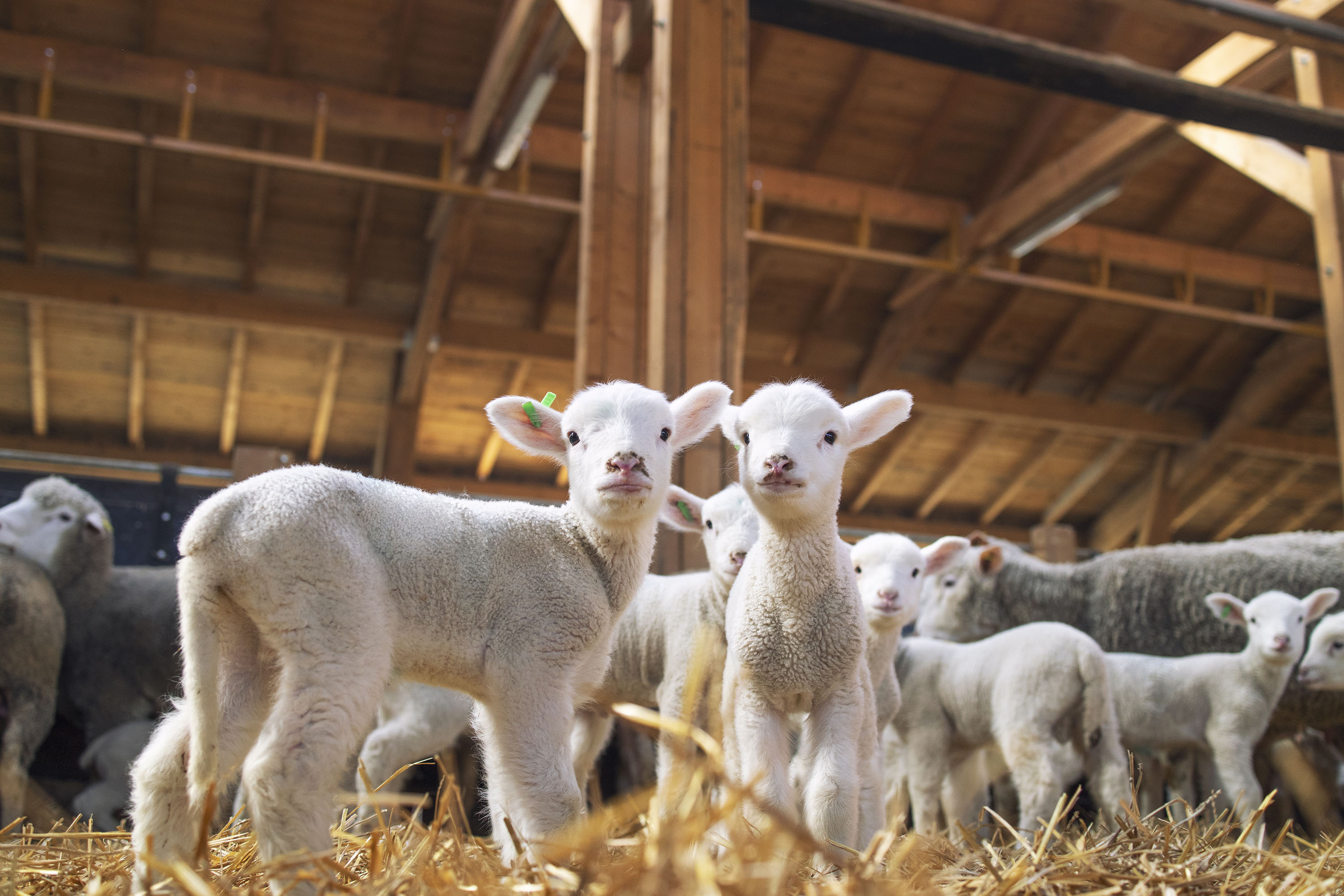 lambs-looking-front-wooden-barn.jpg